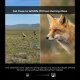 Объектив FotorGear Mini 400mm Telephoto T-Mount - Изображение 295536