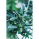 Объектив TTArtisan 50mm F0.95 EF-M - Изображение 191709