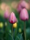 Объектив 7Artisans AF 135mm F1.8 FF E-mount - Изображение 296408