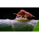 Объектив TTArtisan 40mm F2.8 Macro M-mount - Изображение 173719