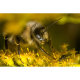Объектив TTArtisan 40mm F2.8 Macro Micro 4/3 - Изображение 173696